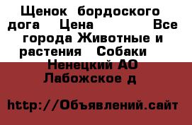 Щенок  бордоского  дога. › Цена ­ 60 000 - Все города Животные и растения » Собаки   . Ненецкий АО,Лабожское д.